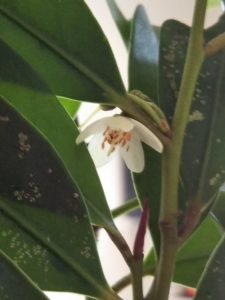 神棚の榊に花が咲いた こころを整えて 幸せに生きる